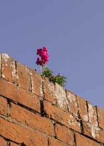 pink flowers blooming on top of a brick wall