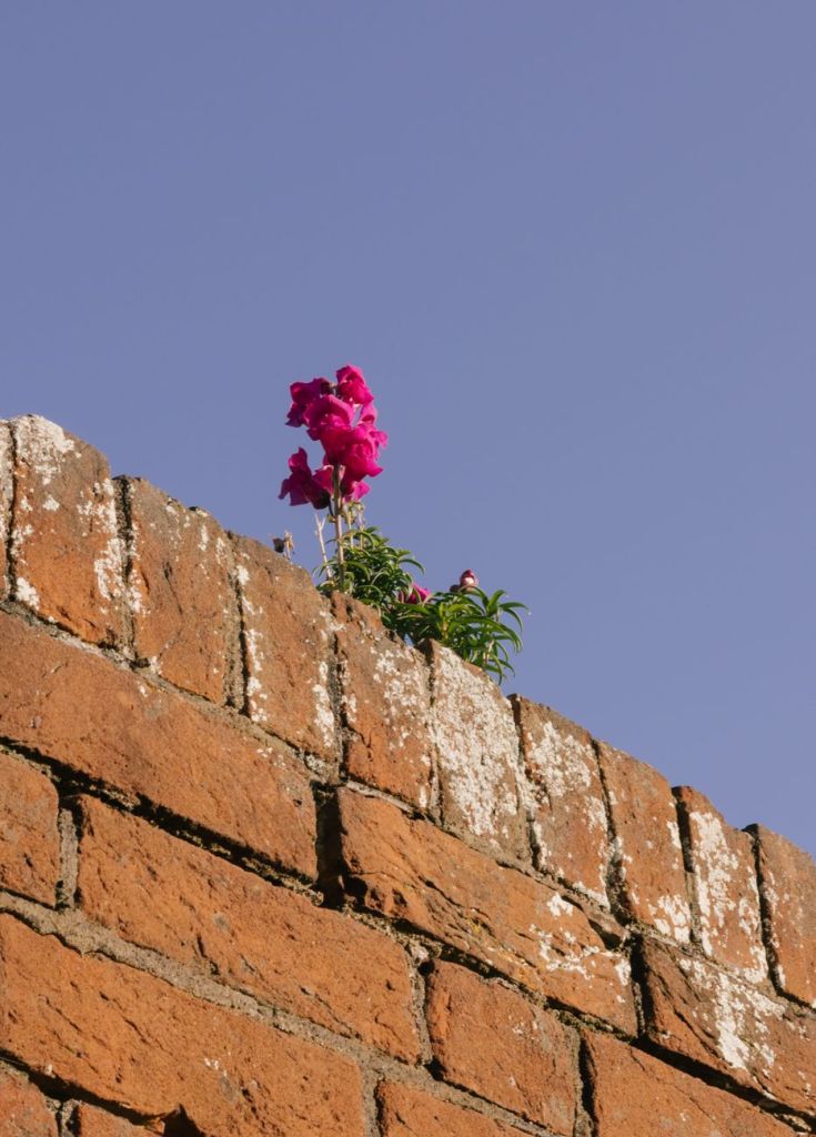 pink flowers blooming on top of a brick wall